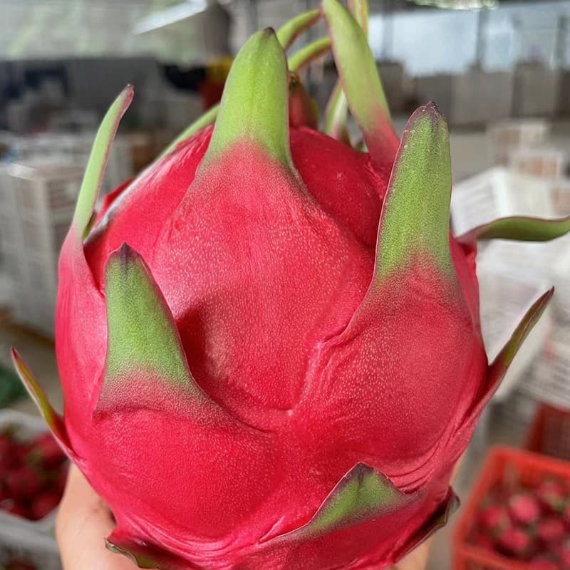 images/1657879268937dragon fruit select machine.jpg